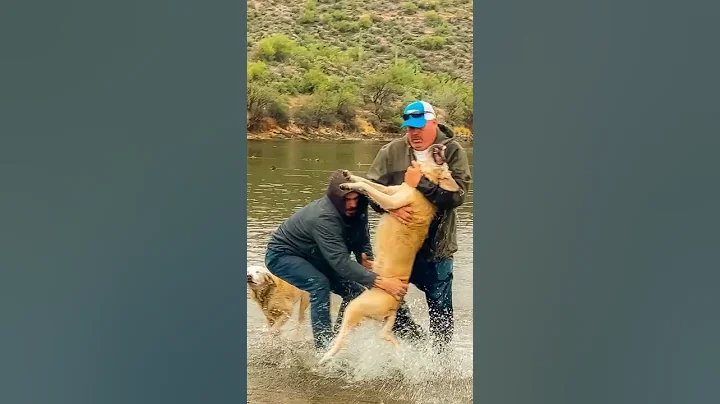 Viral video captured while visiting Arizona - Man saves his dog - DayDayNews