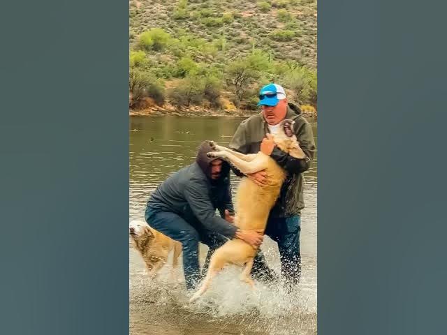 Viral video captured while visiting Arizona - Man saves his dog