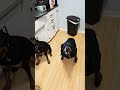 Fitbit Acting Up Doberman Rottweiler Shibc Shibaclassic Io Uniswap Biconomy Tokenomics Crypto Fitbit Acting Up Doberman Rottweiler Shibc Shibaclassic Io Uniswap Biconomy Tokenomics Crypto