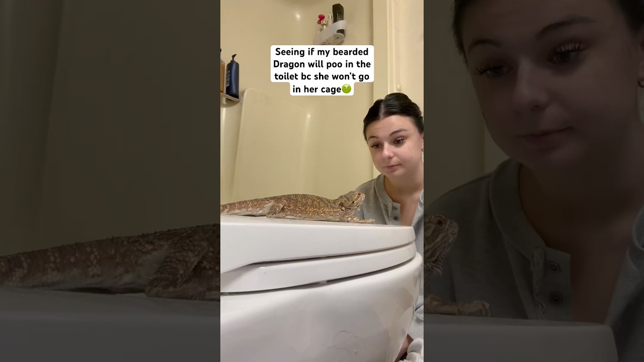 Poo&rsquo;s like a MAN🫢 #cutepets #pet #reptiles #beardeddragon #reptile #lizard #pets #livszoo