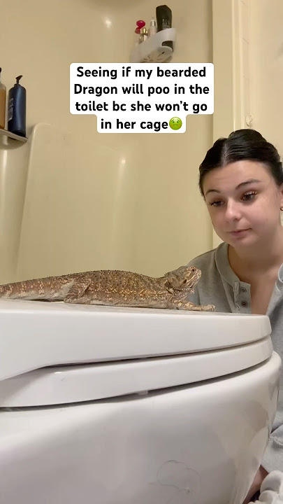 Pooβs like a MANπ«’ #cutepets #pet #reptiles #beardeddragon #reptile #lizard #pets #livszoo
