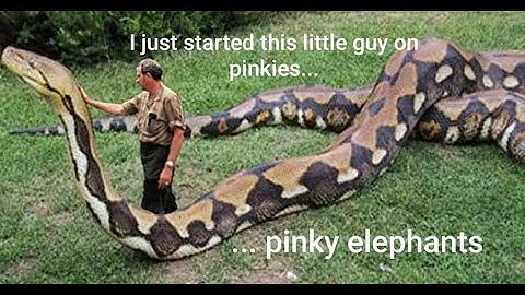 SPENDING TIME WITH MY RETICULATED PYTHONS OUTSIDE #IRONDOGGREPTILES