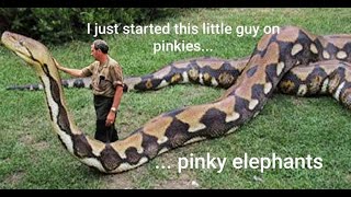 SPENDING TIME WITH MY RETICULATED PYTHONS OUTSIDE #IRONDOGGREPTILES