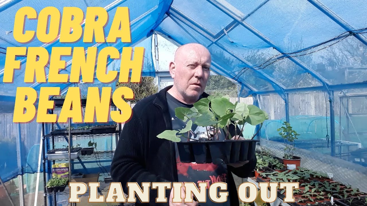 Cobra French Beans Planting Out [Gardening Allotment UK] Home Growing