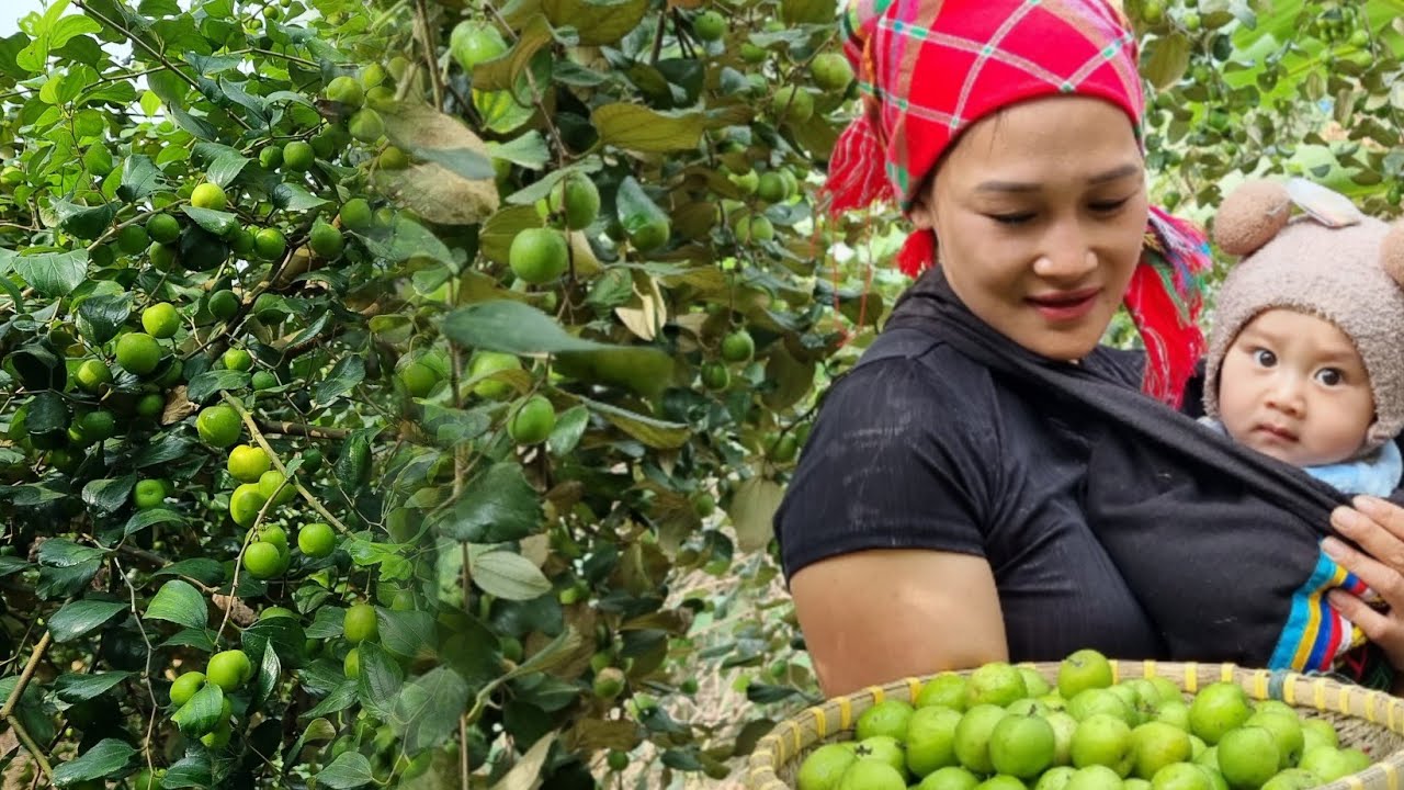 single mother:Harvest apple orchards to sell at the market and take ...