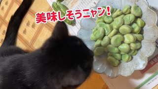 そら豆大好き♪黒猫ちゃん