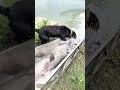Sliding the Silvers: How a Chute Transfers Fish to a Pond While a Dog Dreams of Dinner