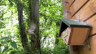 Robin feeding chicks at RSPB Titchwell Marsh #birdbox #fledgelings