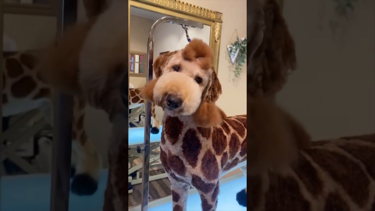 Cooper’s giraffe trim is iconic 🥰