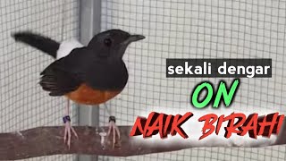 Suara Murai Betina Birahi Memanggil Pejantan Ampuh Bikin Naik Birahi!!! Pancingan Murai Macet Bunyi