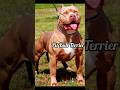 world most dangerous dogs