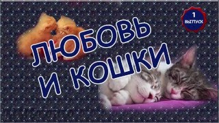 ***Любовь и кошки Кошки тоже умеют любить*** ***Любовь и кошки Кошки тоже умеют любить***
