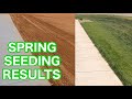 Spring Seeding a Lawn Update Before and After - Tall Fescue