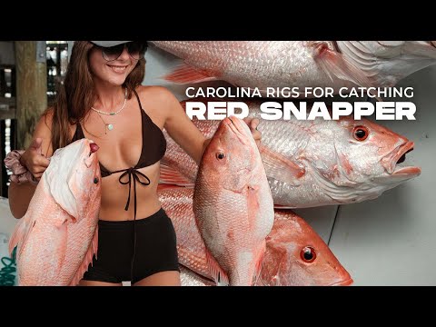 Offshore Fishing St Petersburg Catching Red Snapper Using Carolina Rigs  | Fishing the Gulf