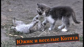 Ежик в гостях у милых, забавных и веселых котят