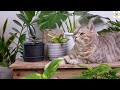 28 low light indoor plants safe for cats and dogs  nontoxic plants