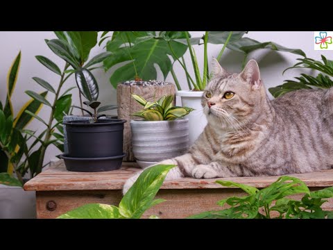 Video: Apakah bromeliad beracun bagi hewan peliharaan?