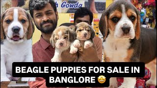 BEAGLE PUPPIES IN BANGLORE | 📞9353268076 #banglore #beagle #trending #vivia #puppies #banglore 