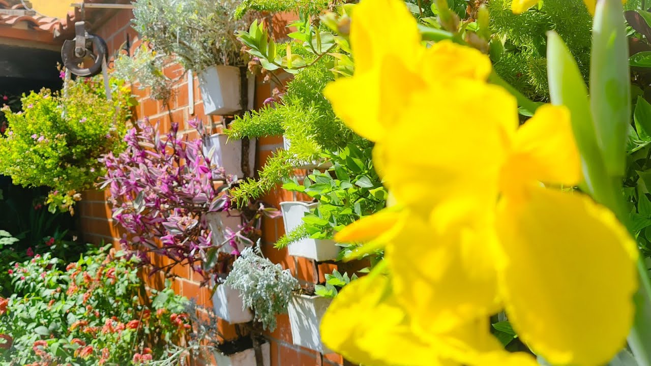 КАННА ИНДИКА 🌹 уход и как посадить в грунт 🌹 ФЛОРЕС ФЕРРЕРА 🌹