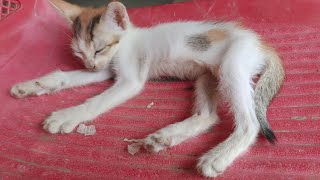 Kittens Sleeping, Relaxing Cat Videos