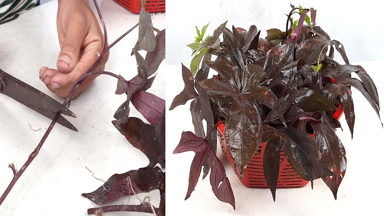 How to Propagate an Ornamental Purple Potato Vine Growing Purple