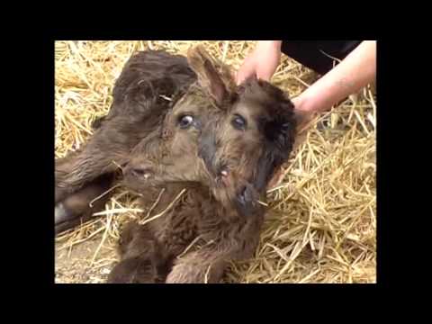 Video: In Aserbaidschan Wurde Ein Zweiköpfiges Kalb Ohne Anzeichen Von Sex Geboren - Alternative Ansicht