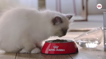ROYAL CANIN  Mix Feeding Kitten - www.vetpet-shop.ro