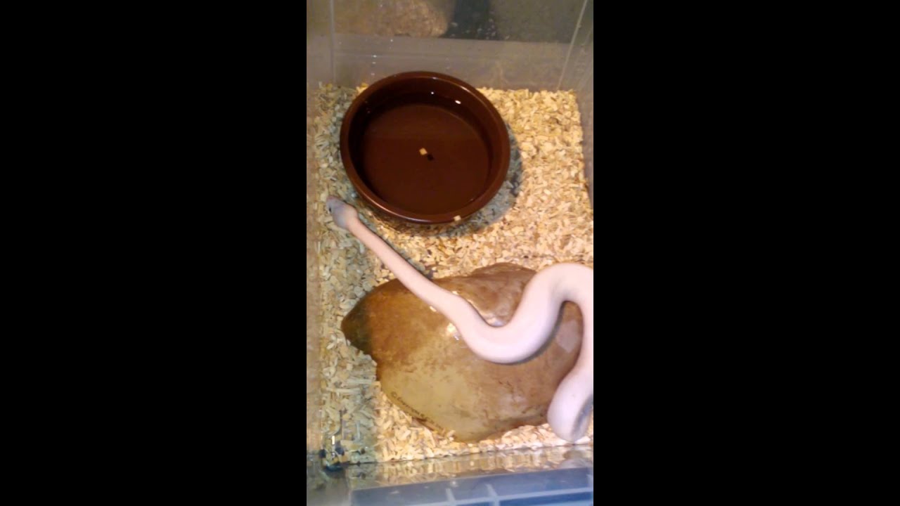 python sleep SnakeHouseBxl - Superfire Leucistic update