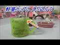 【ハムスター】小動物のプチフード計量カップに入り込んで・・・（Roborovskii Hamster）