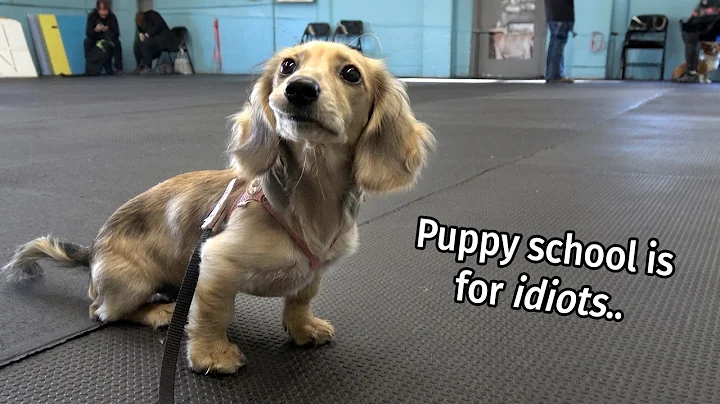 Ep 37: It's a DAPHNE DAY! — (Cute Dachshund Puppy Vlog)