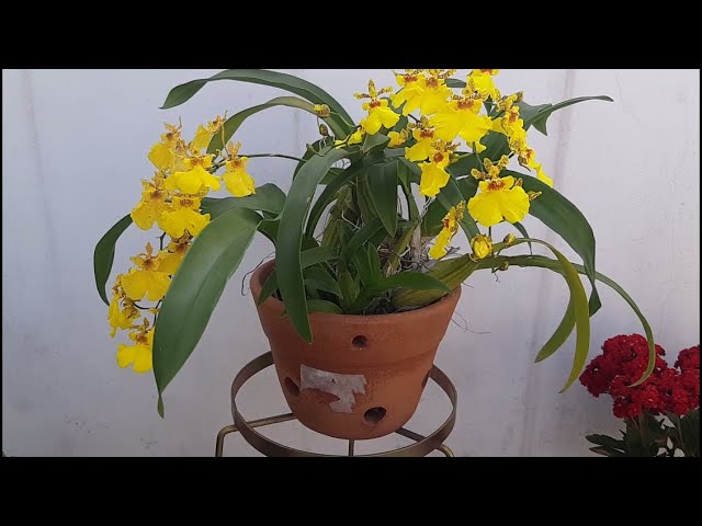 Oncidium Chuva de Ouro no vaso de barro (Como cuidar) - thptnganamst.edu.vn