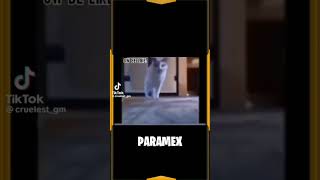 Meme Kucing Mana Paramex