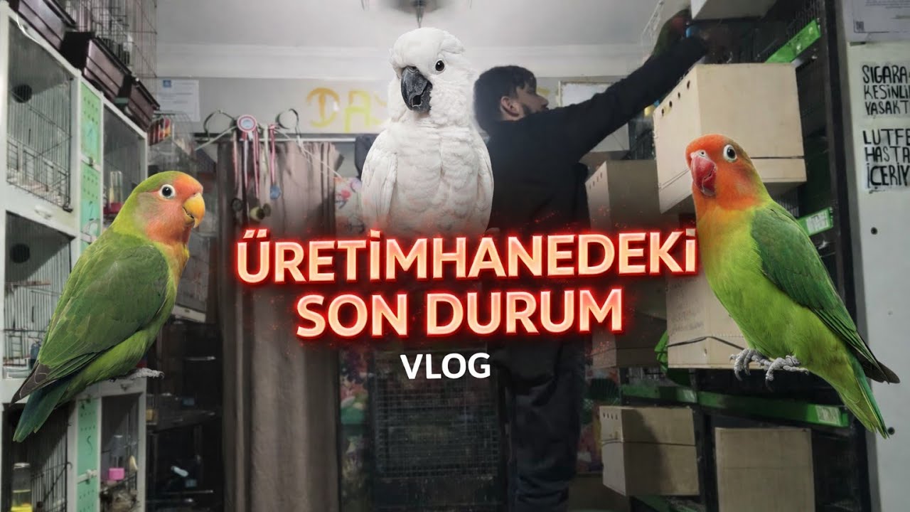 ÜRETİMHANEDEKİ SON DURUM KONUR PAPAĞANLARIM 2 YUMURTAYA YAPTILAR 🦜