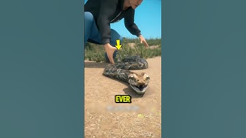 never Handle a Python Wrong Again 😱‼️