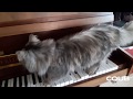 Strila kitty playing the piano  claude debussy special cat version