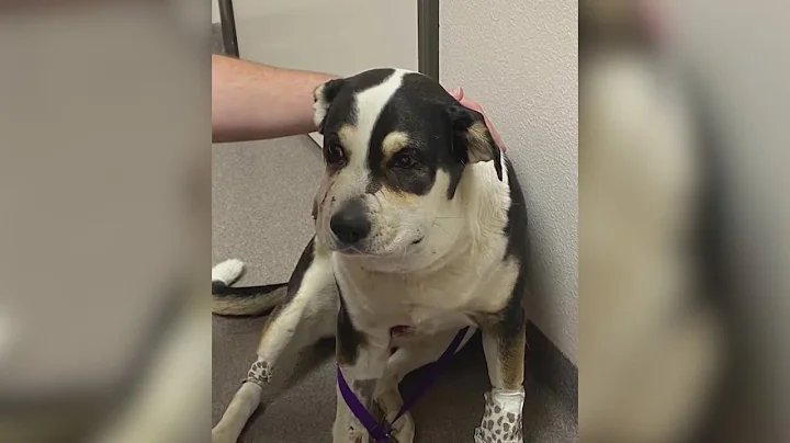 Family mourning beloved dog killed following rattl...