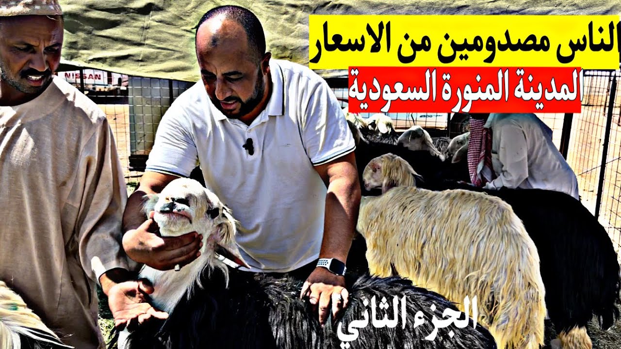 اسعار الاضاحي كيف كانت الأسعار لعام ١٤٤٤ هجري في المدينة المنورة🇸🇦🐏🐑 مع ارقام الجولات