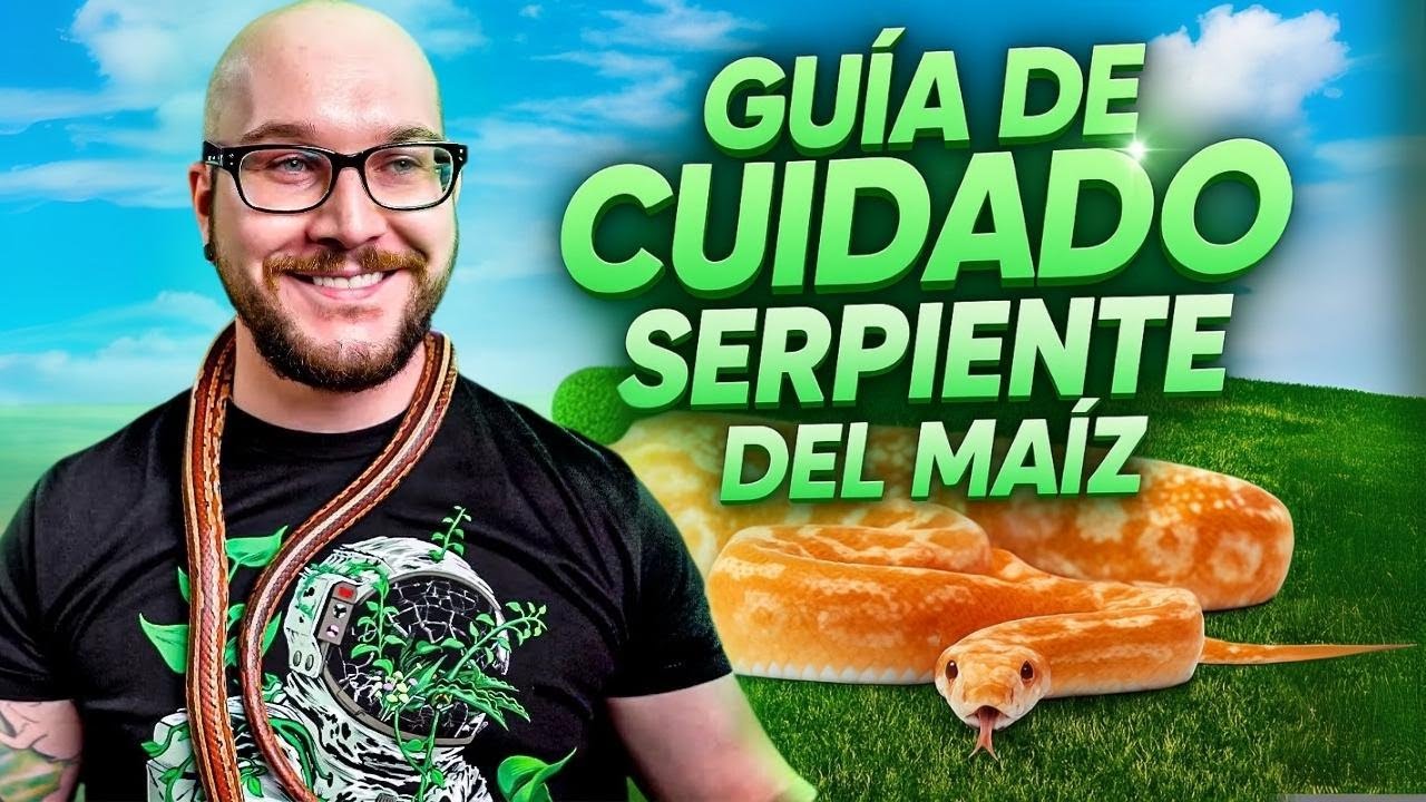 Guía completa para cuidar tu serpiente del maíz