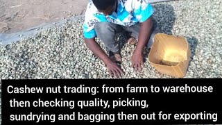 The Journey of Cashew Nuts: Farm to Export