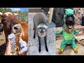 Try Not To Laugh Or Say Aww | Animal Edition *Extremely Hard