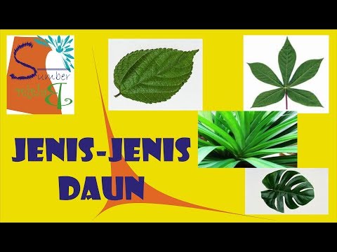 Video: Bentuk daun tumbuhan