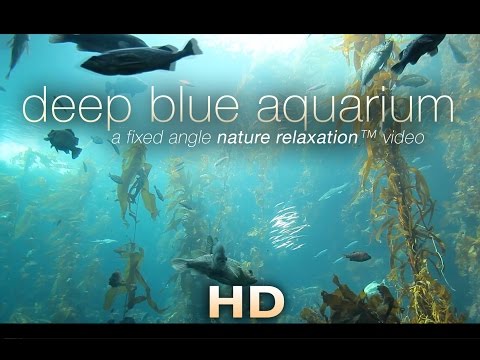 "Deep Blue Aquarium" 1 HR Static Nature Relaxation Screensaver Video 1080p