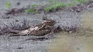 Liberando Calor Querebebé Chordeiles Gundlachii, Antillean Nighthawk