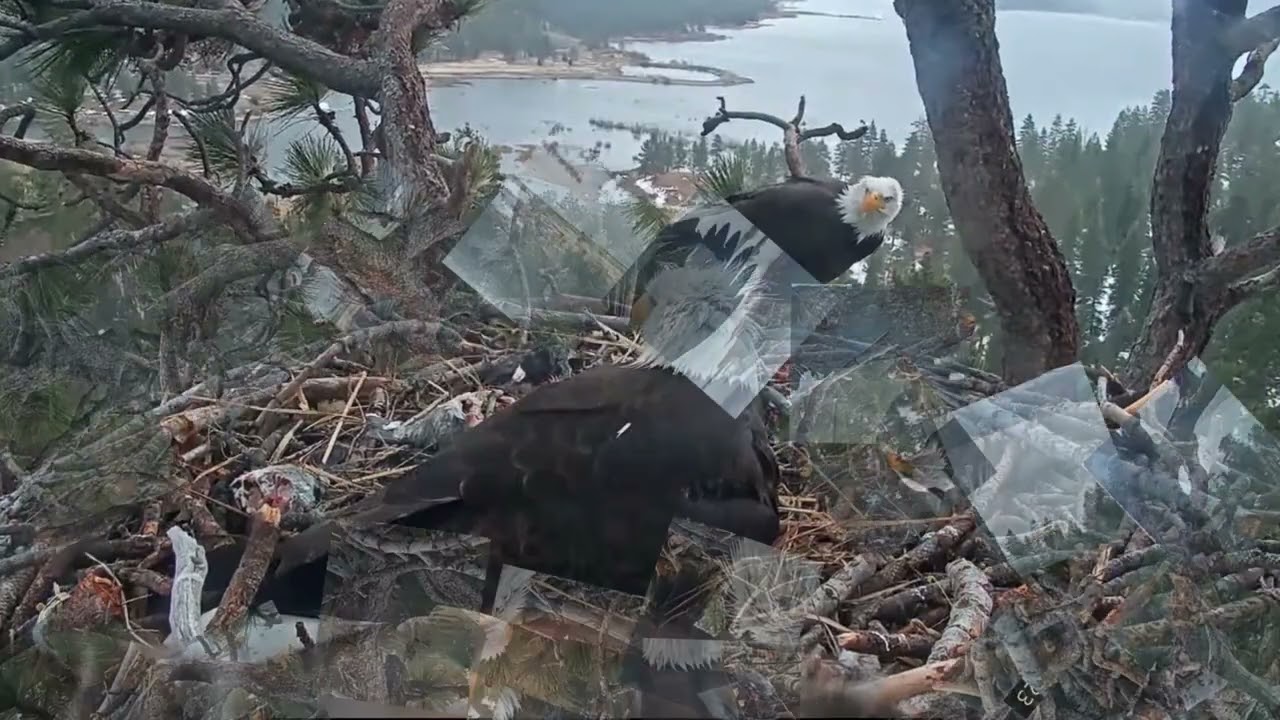 Strong wind, four fish, prey, blanket for children, stick, wingslap