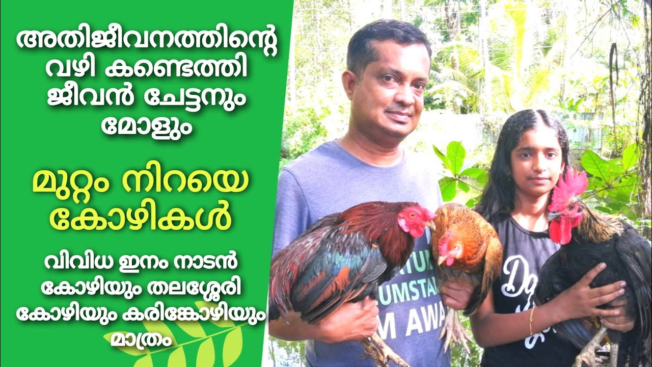 അഞ്ഞൂറോളം അടയിരിക്കുന്ന നാടൻ തലശ്ശേരി കോഴികളും കരിങ്കോഴികളും Nadan kozhi valarthal