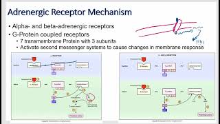 Autonomic Nervous System Physiology