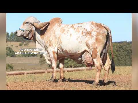 LOTE 61 5043-CW, 5031-CW