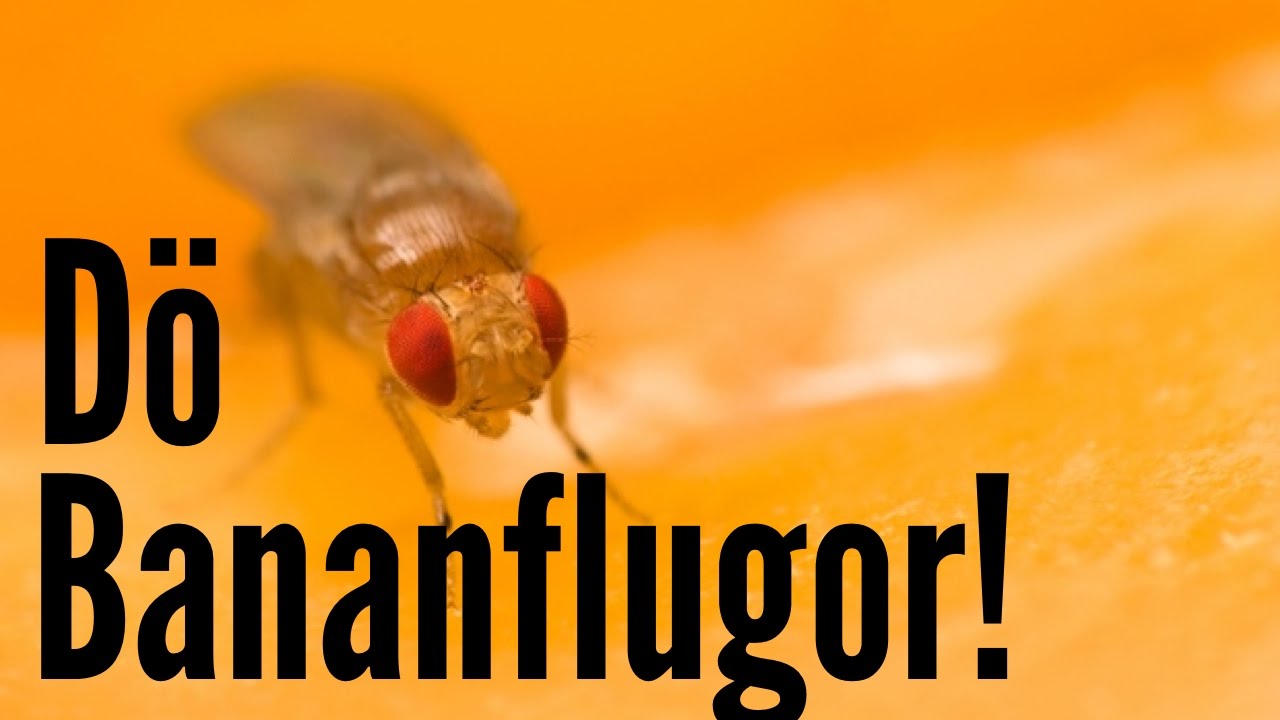 Hur Blir Man Av Med Bananflugor Hur man blir av med bananflugor - YouTube