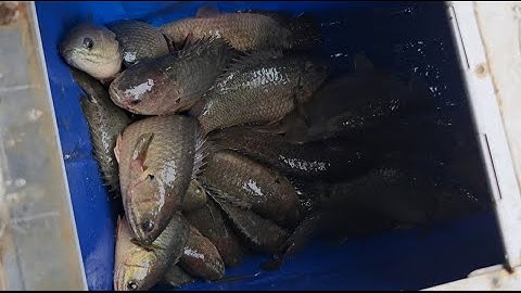 Tập 51 : câu cá rô đồng trúng đàn cá mập ú rất khó chịu