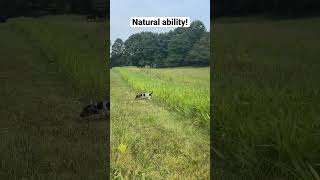 Bird Dog Upland Training